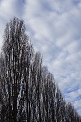 Linie von kahlen Bäume vor wolkigem Himmel