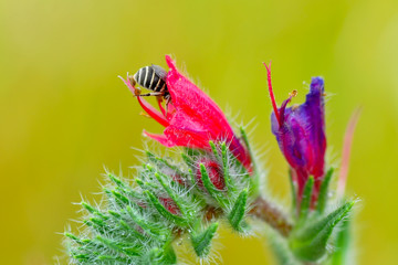 Image of bee or honeybee on yellow flower collects nectar. Golden honeybee on flower pollen with space blur background for text. 