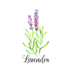 Lavender Flower Watercolor Drawing Illustration