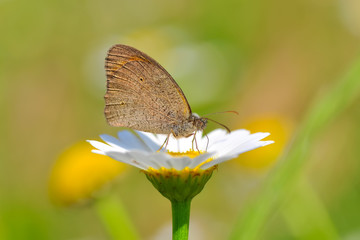 Closeup beautiful butterfly sitting on the flower.