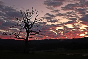 Toter Baum vor Sonnenuntergang