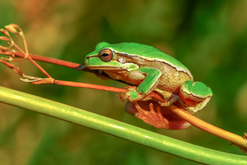 Europaean tree frog Hyla arborea from water onto dry reed-mace leaf in natural background