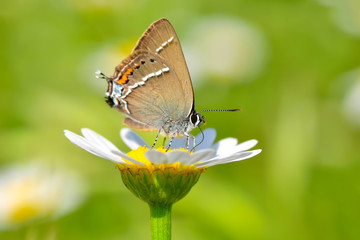 Closeup beautiful butterfly sitting on the flower.