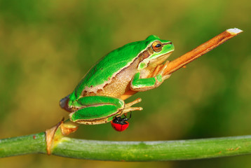 Europaean tree frog Hyla arborea from water onto dry reed-mace leaf in natural background