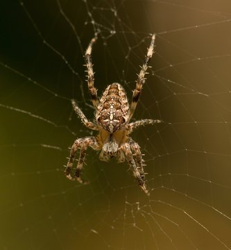 crusader spider in the middle of its web