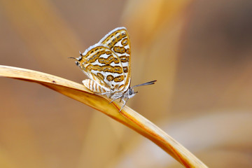 Closeup beautiful butterfly sitting on the flower.