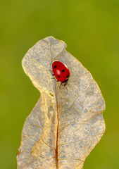 Beautiful ladybug on leaf defocused background