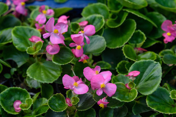Top view of pink begonia flowers with fresh green leaves in small pots ready to be planted in a garden, vivid floral background