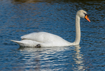 swan swimming on the water with blue reflection and ripples