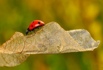Beautiful ladybug on leaf defocused background