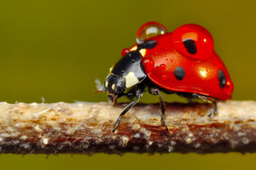 Beautiful ladybug on leaf defocused background