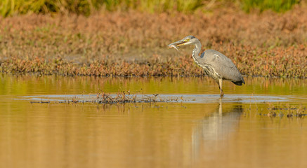 great blue heron with fish in beak