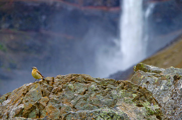 Impressive and breathtaking view onto Iceland´s fourth tallest or highest waterfall cascade...