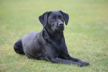 Labrador liegt auf einer Wiese
