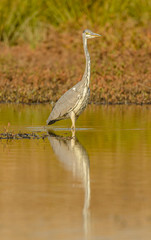 great blue heron standing in the water with reflection