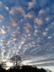 sky clouds sunset tree