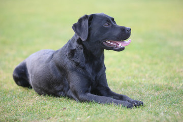 Labrador liegt auf einer Wiese
