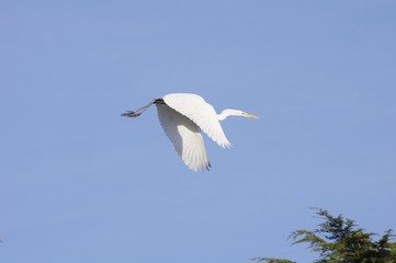 Vol d'une grande aigrette