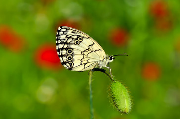 Closeup beautiful butterfly sitting on the flower.