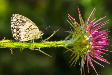 Closeup beautiful butterfly sitting on the flower.