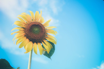 Obraz premium Close-up of beautiful sunflower against a blue sky.