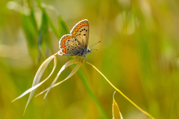 Closeup beautiful butterfly sitting on the flower.