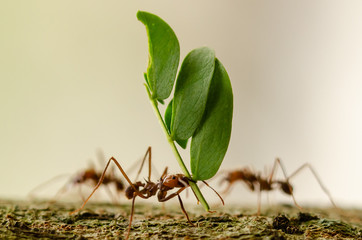 leaf cutter ant macro