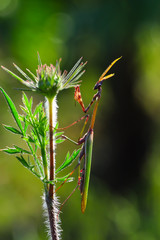 Close up of pair of Beautiful European mantis ( Mantis religiosa )
