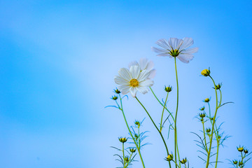 White cosmos flower under blue sky.