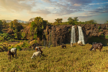 The Blue Nile Falls in Bahir Dar, Ethiopia