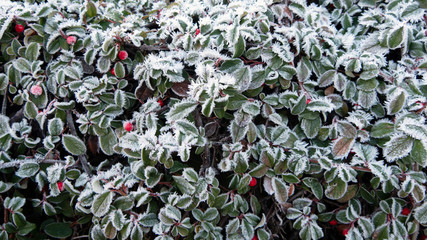 green branches in winter dress