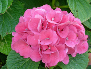 blooming pink flowers