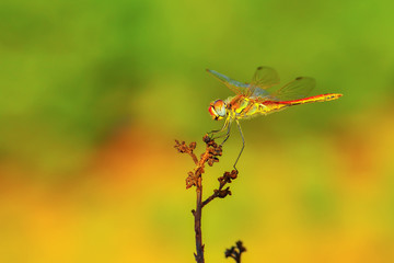 Macro shots, showing of eyes dragonfly and wings detail. Beautiful dragonfly in the nature habitat.