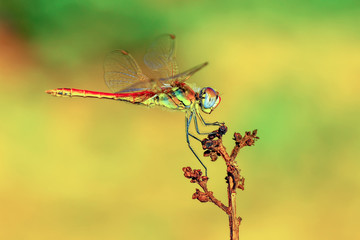 Macro shots, showing of eyes dragonfly and wings detail. Beautiful dragonfly in the nature habitat.