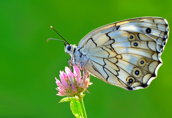 Obraz premium Closeup beautiful butterfly sitting on the flower.