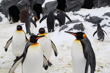 Fototapeta premium The penguins playing in the snow and ice, the brown ones are just the young emperor penguins. Although not a breed, everyone gets along well. The penguin is very well-behaved, not very afraid of peopl