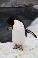 The penguins playing in the snow and ice, the brown ones are just the young emperor penguins. Although not a breed, everyone gets along well. The penguin is very well-behaved, not very afraid of peopl