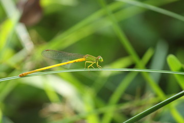 green damselfly sitting on a grass