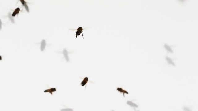 Bees flying on the white background. Bee swarm.