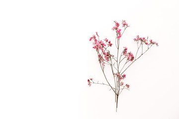 one fragile thin branch with pink flowers on a white background