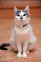 Fototapeta na wymiar white with gray spots short-haired cat