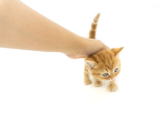 Hand of the owner trying to touch tiny cute orange colour Scottish kitten (ginger cat) looks scared of something at the new adopt home with isolated background.