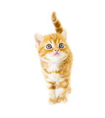 Orange (ginger cat) tabby kitten is looking to the owner for feeding with isolate background.