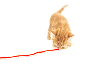 Tiny cute orange colour Scottish kitten (ginger cat) sniffing the red yarn at the new adopt home with isolated background.