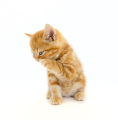 Fototapeta na wymiar Cute orange (ginger cat) tabby Scottish kitten with isolate background.