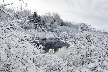 Snow covered trees surrounding the lake