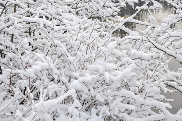 Snow covered plants over water in the lake
