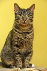 Naklejka na ściany i meble European striped cat on a yellow