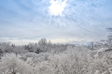 Winter landscape with trees, snow and sky