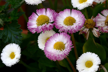 Colorful flowers on a meadow